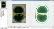 Chroococcus turgidus 膨胀色球藻--万深AlgaeC